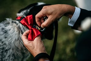 matrimonio tema cani