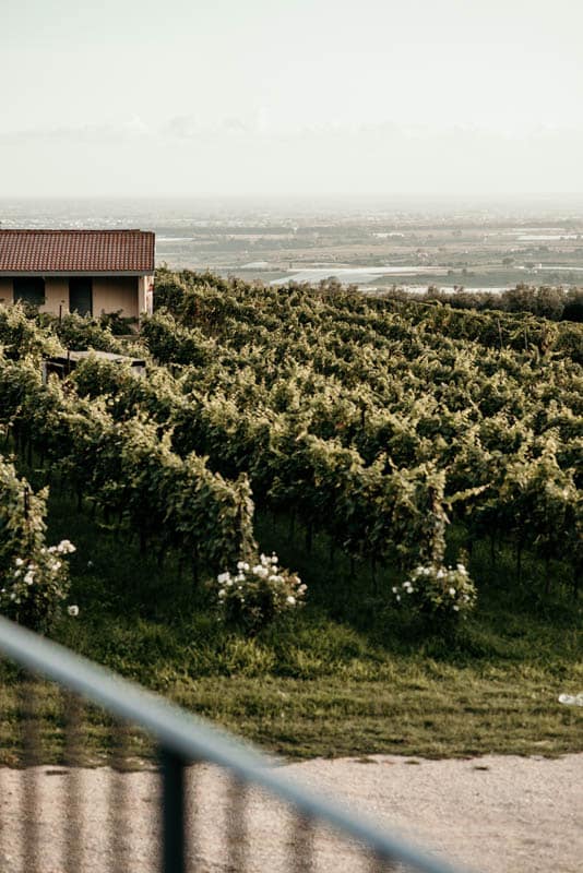 Cincinnato Wine Resort – Vigneto al tramonto, Matrimonio Cori